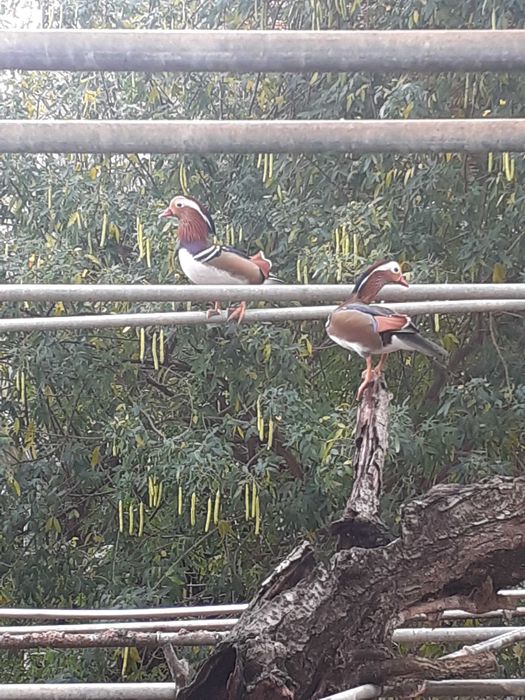 Patos Mandarim - Casais adultos