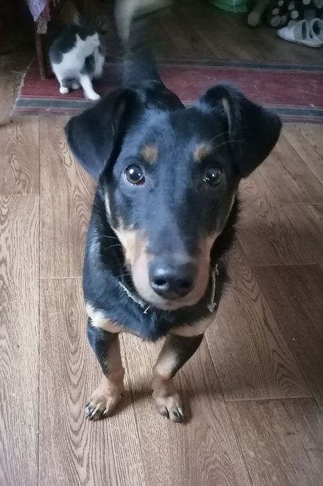 Віддам у добрі руки вірного друга та охоронця!