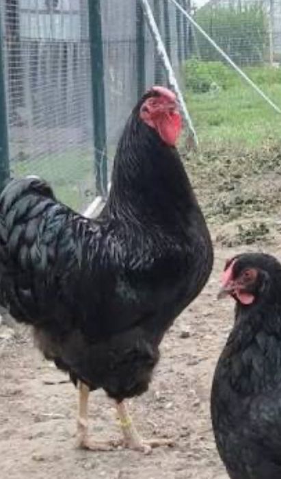 Koguty la’Fleche, Wayendotte,