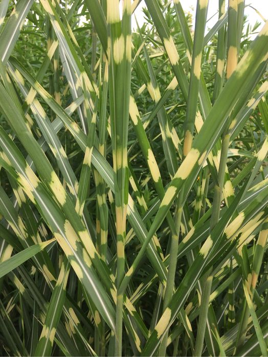 Trawy arundo donax, miskant, zebrinus, rozplenica
