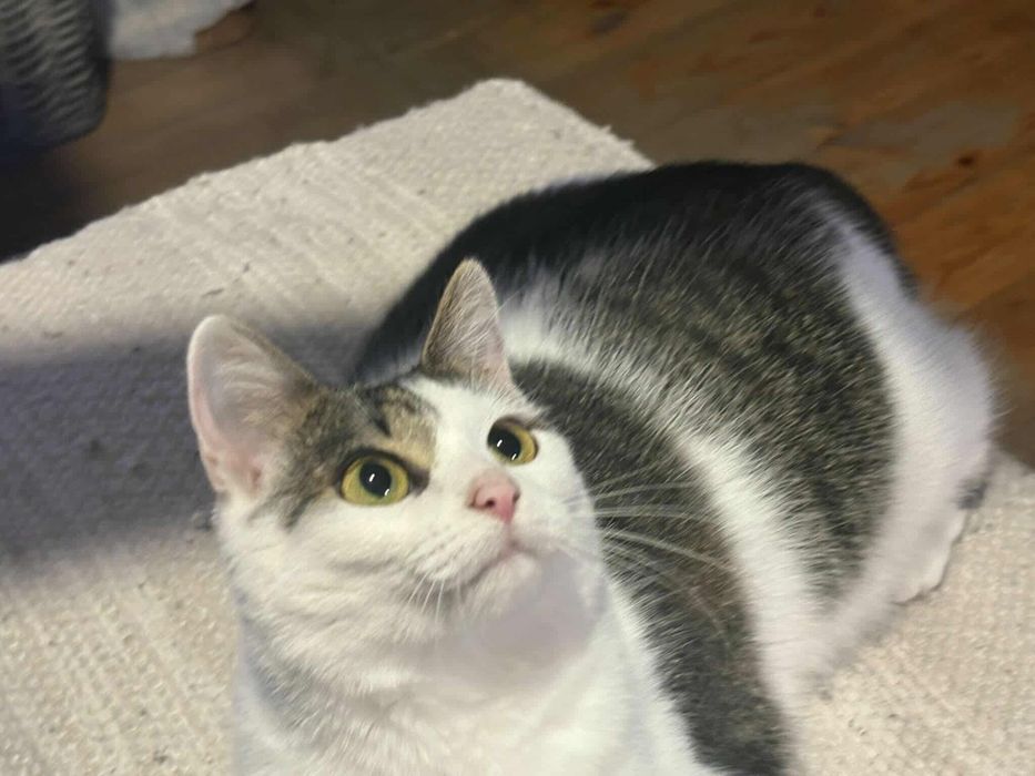 Młoda kotka prosi o dom