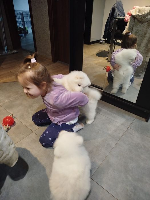 Samoyed suczka szuka domu