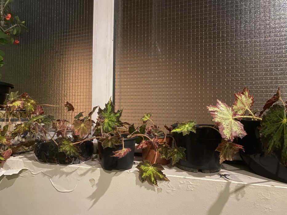 Begonia com ou sem vaso