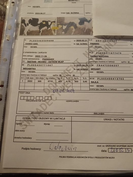 Jałówki hodowlane wysokocielne