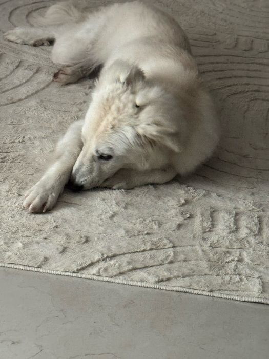 Doa-se cão porte médio/grande