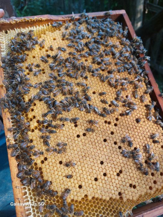 Rodziny pszczele krainka hinderhofer, elgon. 8 ramek wielkopolskich