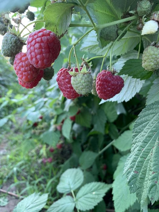 Саджанці малина Октавія (октавіа)