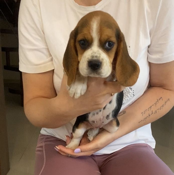 Beagle tricolor-wybitne geny!