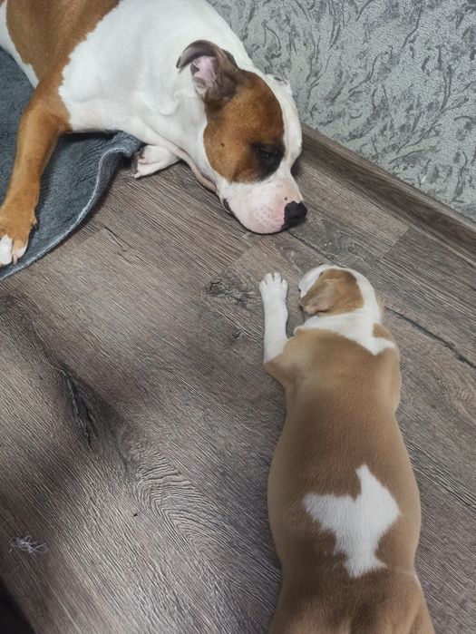 Вязка Амстафтерьер