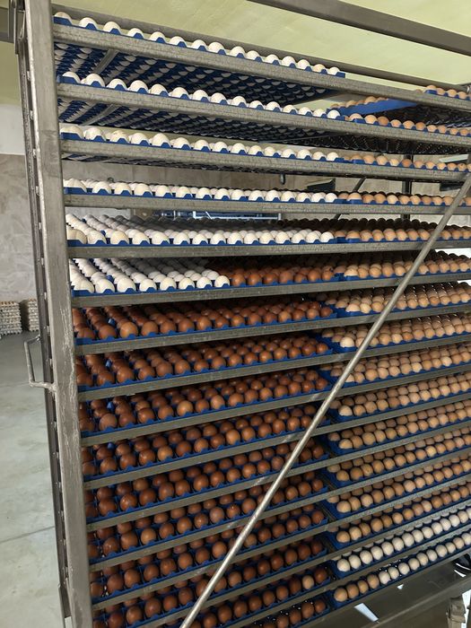 Інкубаційні яйця  курей домінант (опт)