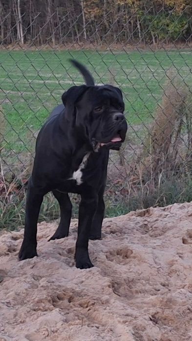 Cane Corso Szczeniaki