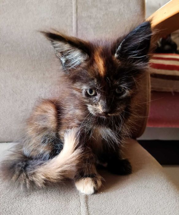 Nahla - kotka rasy Maine Coon - badania (FPL)