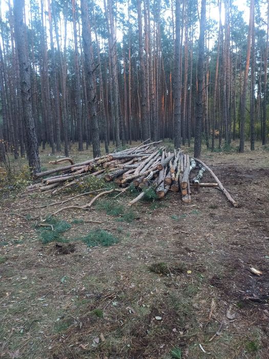 Drewno opałowe sosna