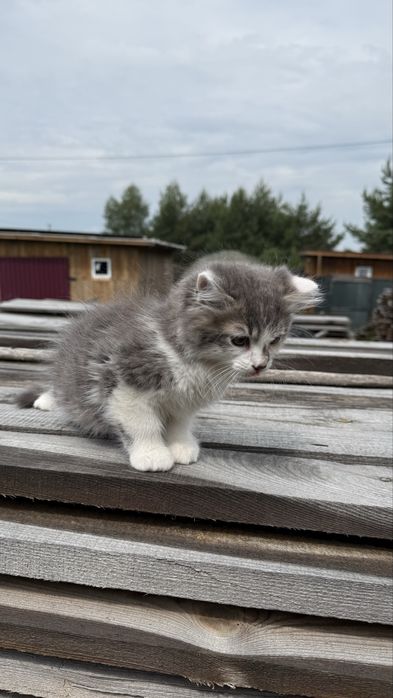 Котик в добрі руки