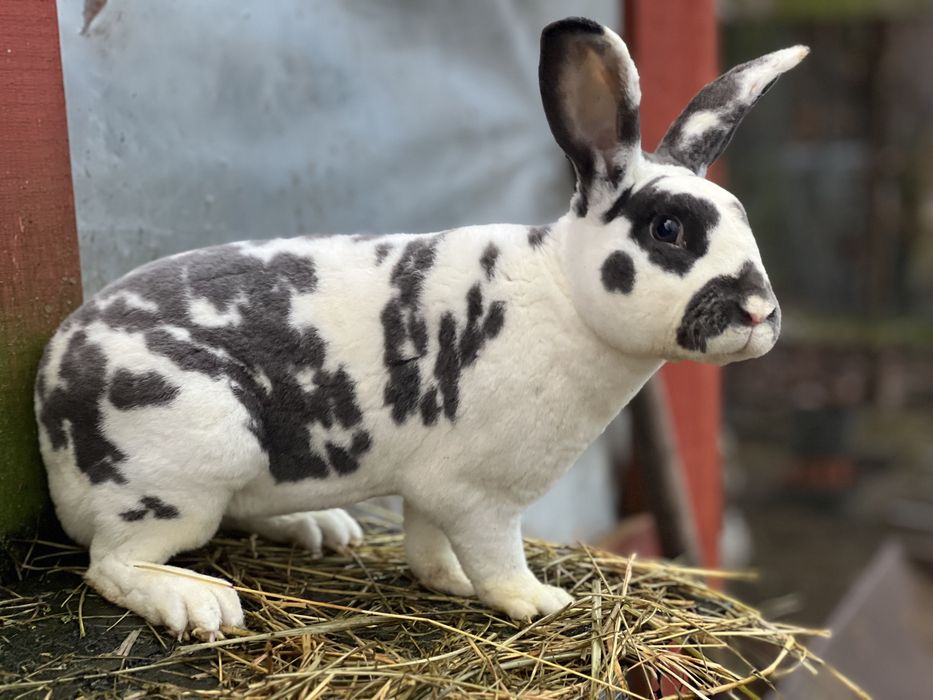 Samiec rex reks dalmatyński niebieski