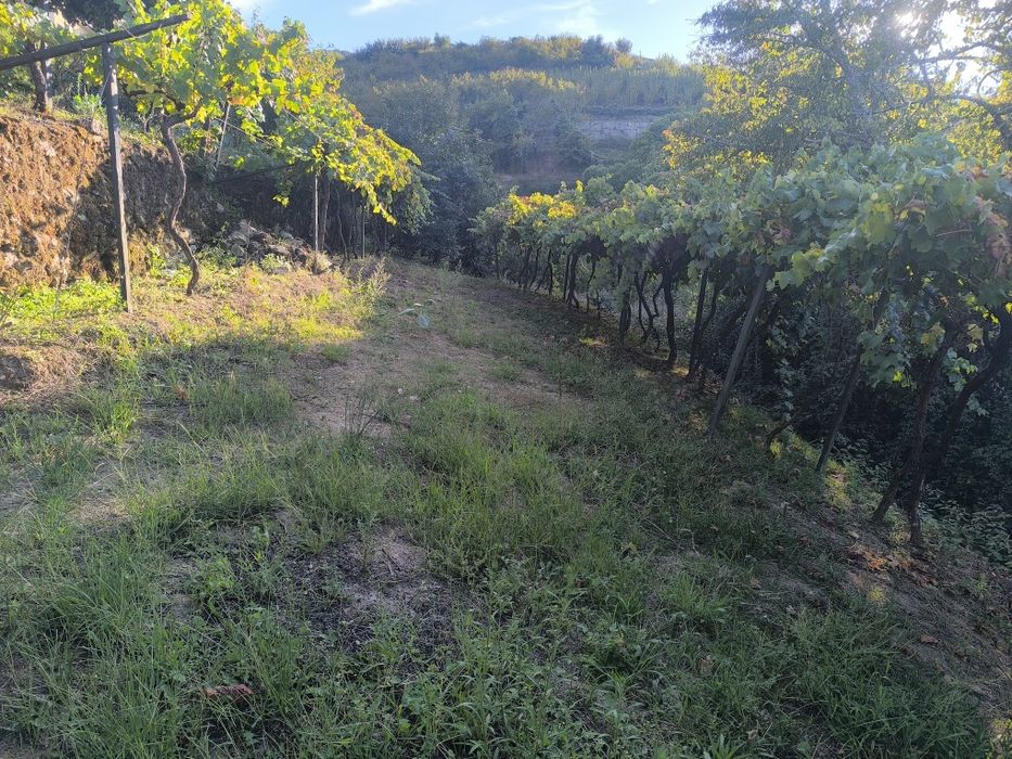 Quinta,Casa com terreno e água