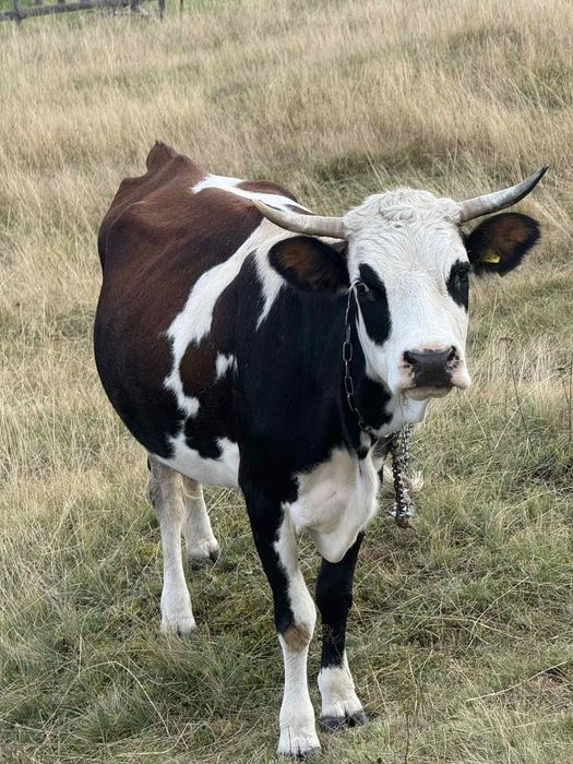 Продам гарну молоду корову