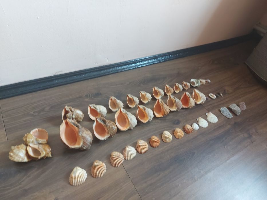 Ракушки   продам