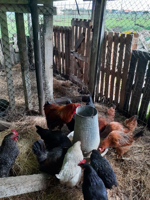 Galinhas caseiras