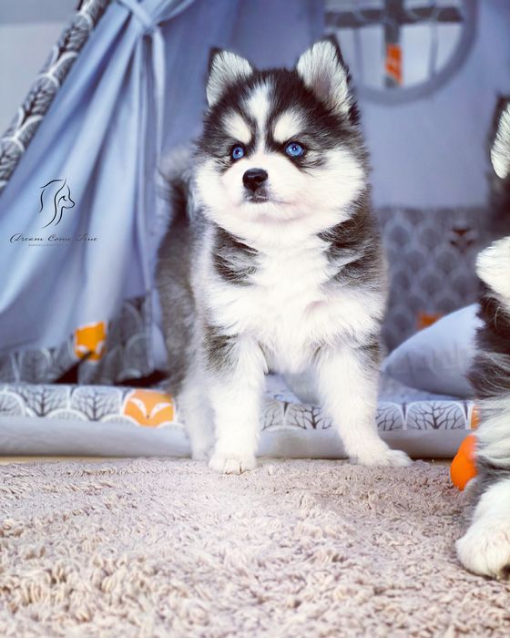 Pomsky ( Mini Husky )