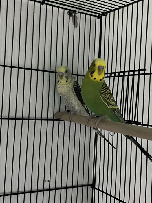 Casal de periquitos prontos a criar