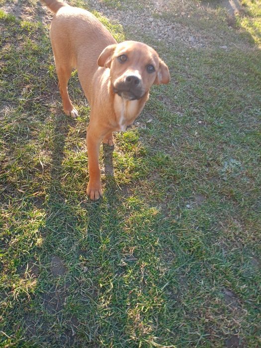 Oddam 5 miesieczną suczke