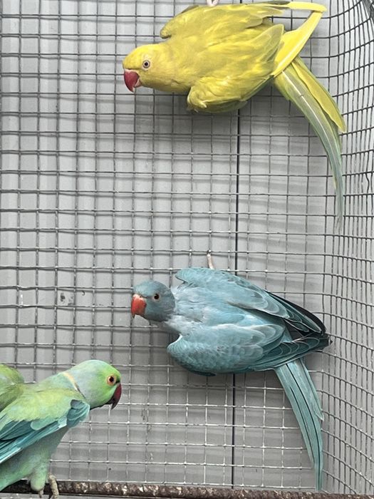 Ring neks  - aves de 2026
