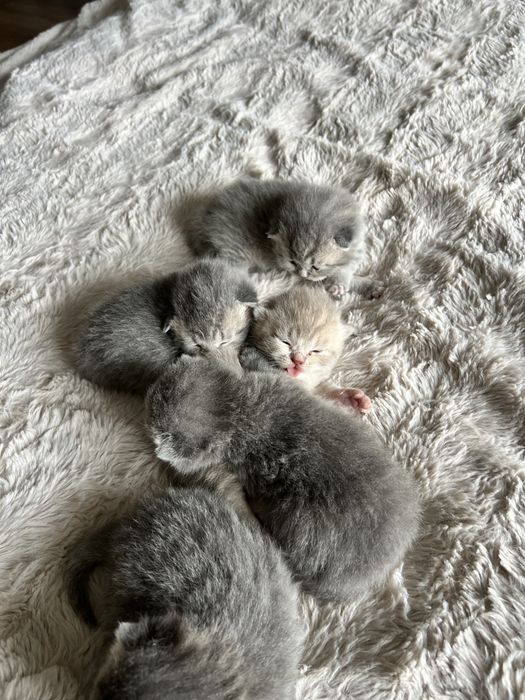 Британські кошенята
