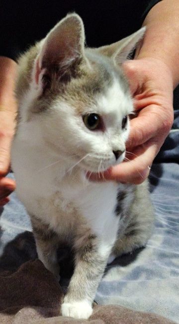 Кошеня, дівчинка,3 місяці в пошуках господаря і дому