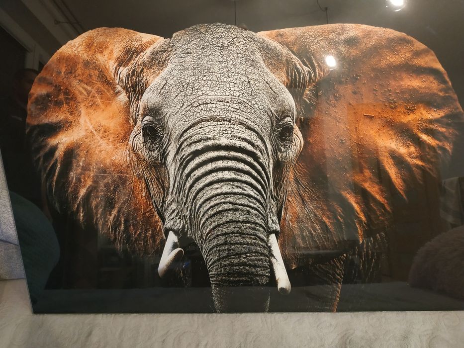 Obraz szklany słoń