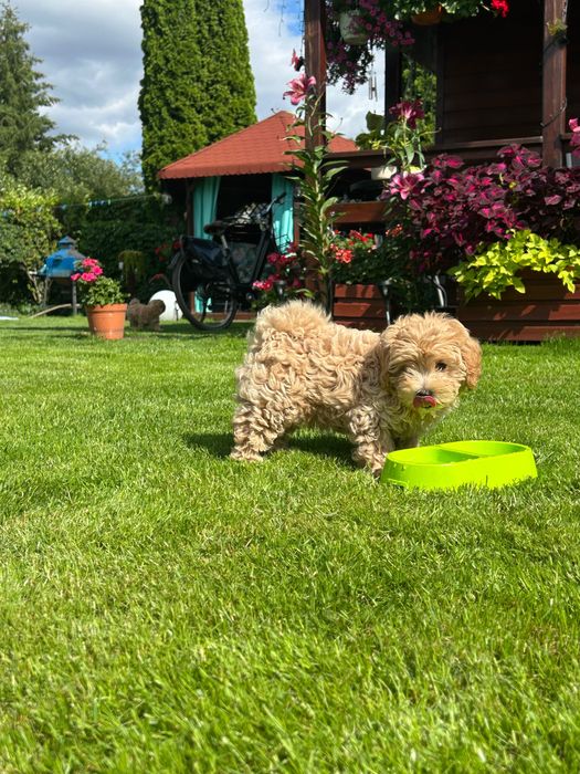 Maltipoo chlopiec