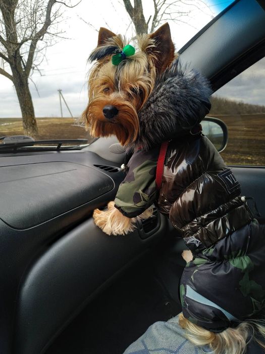 Йоркширский терьер вязка