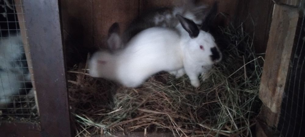 Sprzedam króliki samce