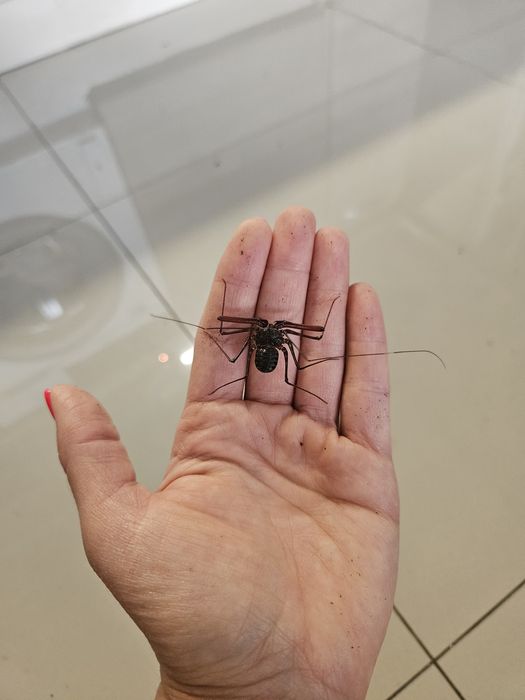 Amblypygi Euphrynichus bacillifer