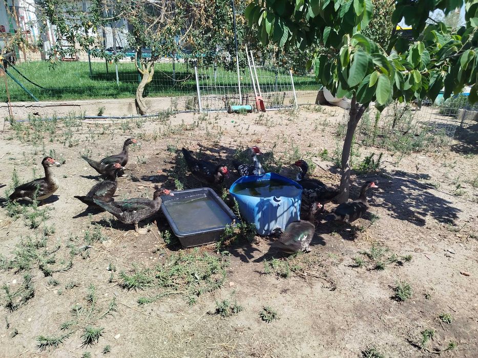 Frangos Galos galinhas Ovos Galados Patos e Fracas Ovos Galados