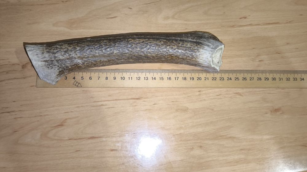 Олений облом рога 23см