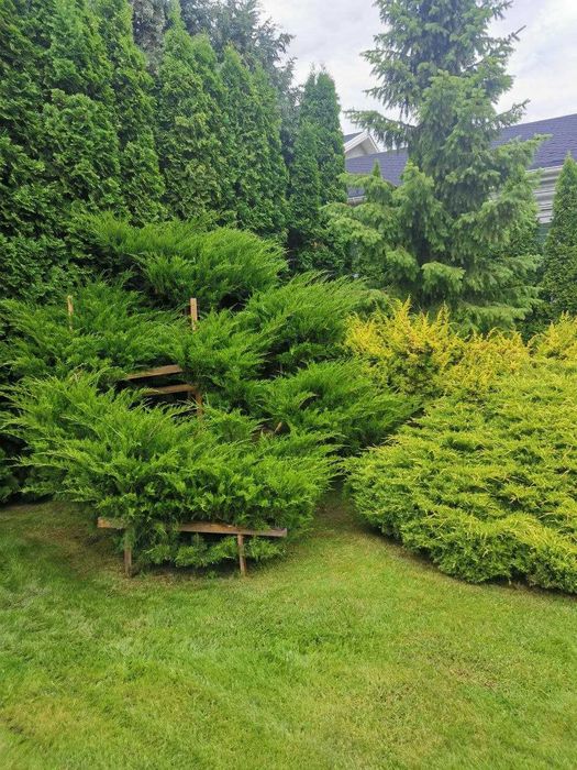 Догляд за садом. Покос газона. Підживлення/обробка рослин та газону