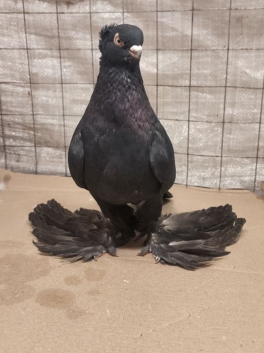 Узбеки, узбекські різної масті