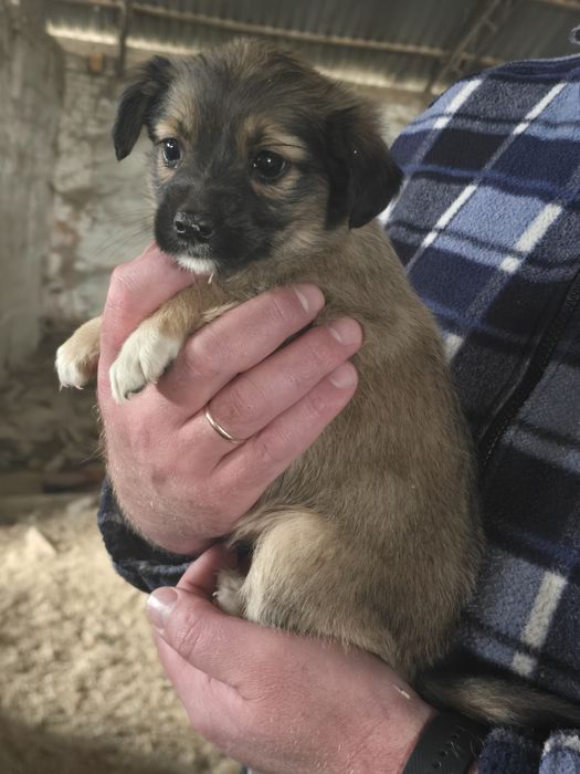 Цуценя в добрі руки