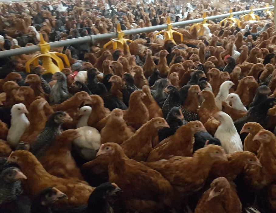 Kury Kokoszki Nioski ROSA