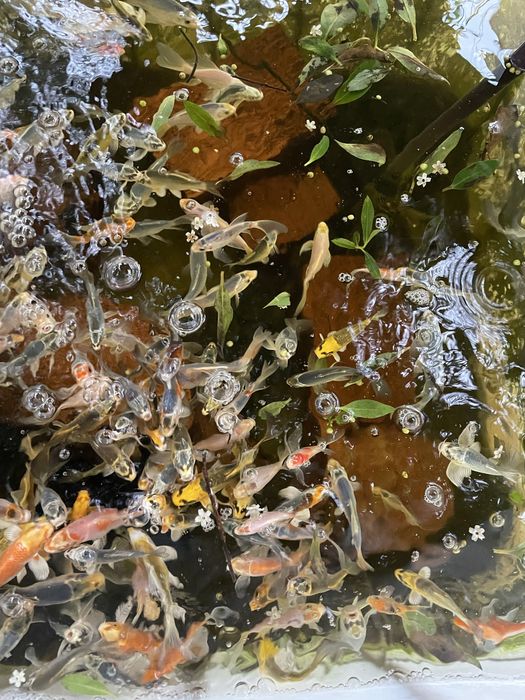 Carpas koi 7-15cm