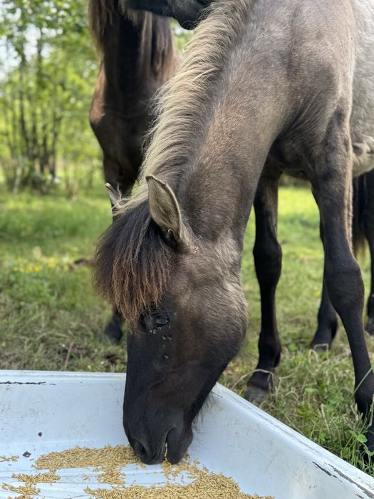 Roczna klacz huculska