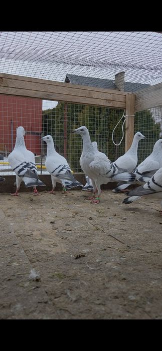 Srebrniaki szarolote samcem samice