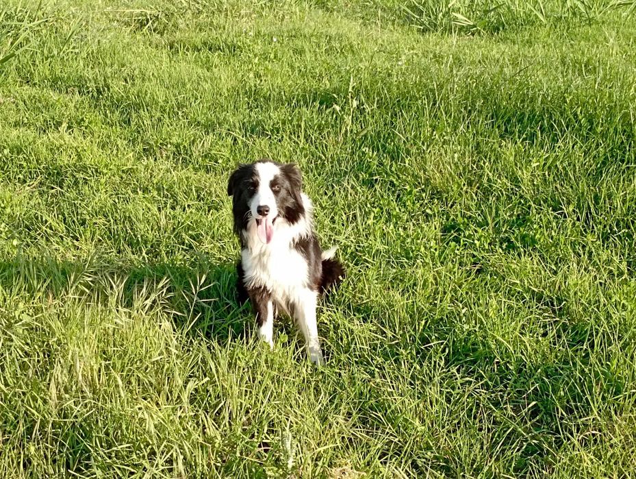 Border collie puro macho
