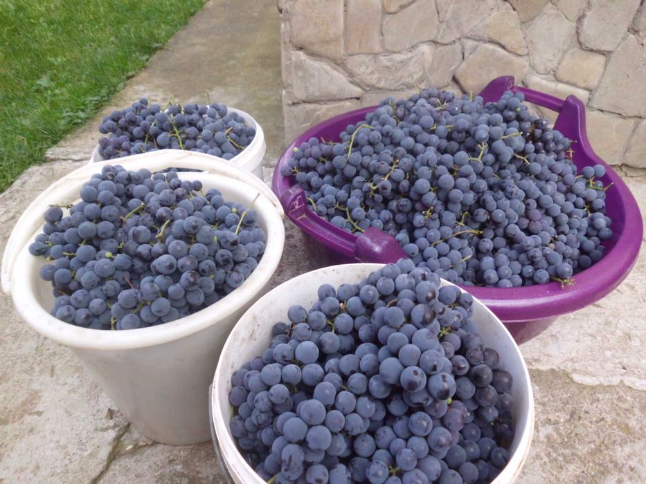 Саджанці неукривного винограду