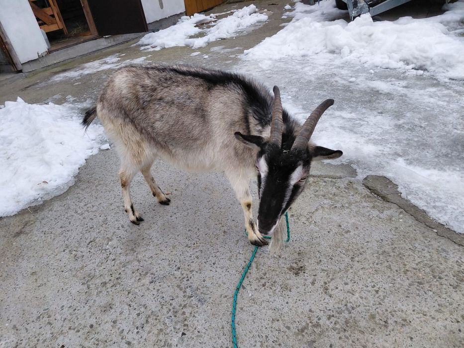 Koza mleczna 4-letnia