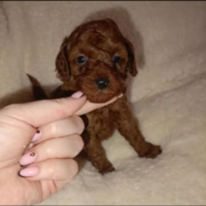 Zapowiedź miotu pudel Toy