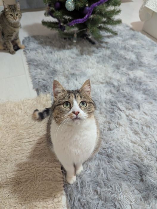 Киця Хлоя шукає дім Київ та область/ Україна/ Європа 
Друзі, знову пиш