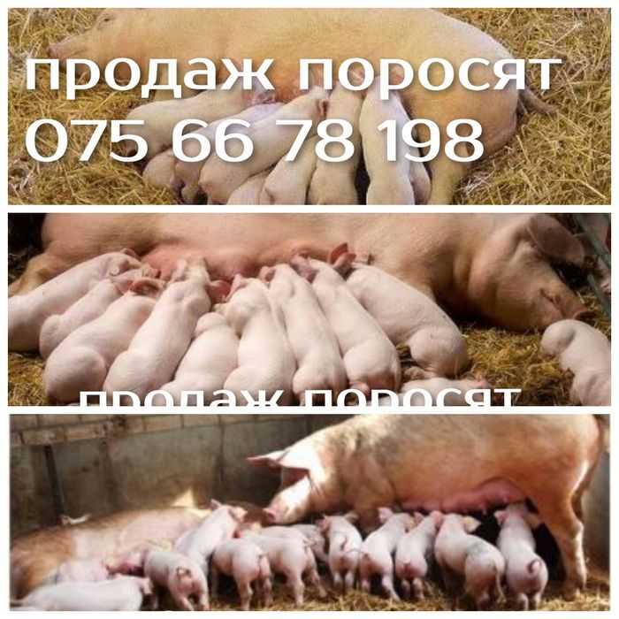 поросята на відгодівлю