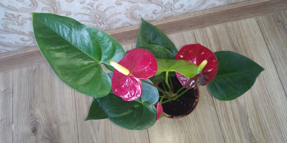 Червоний антуріум+інші 8 сортів